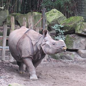 03-2023 Indian Rhinoceros 'Karuna'