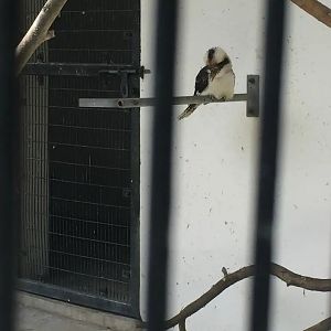 “Cui Cui”The Laughing Kookaburra（Dacelo Novaeguineae）