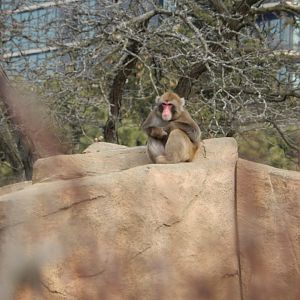 3/4/2023 - A Rocky Throne