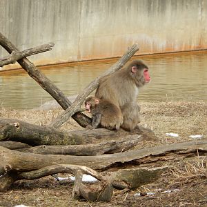 3/4/2023 - Japanese Macaque Mom & Baby