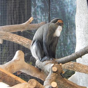 3/4/2023 - Male de Brazza's Monkey