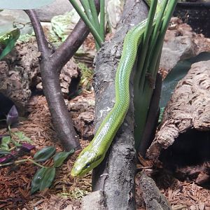 3/4/2023 - Red-tailed Green Rat Snake