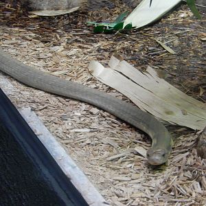 3/4/2023 - King Cobra