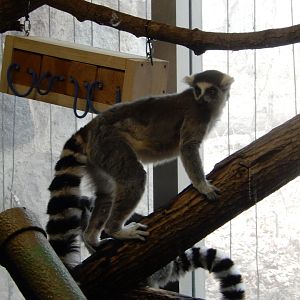 3/4/2023 - Ring-tailed Lemur