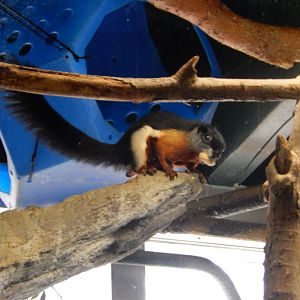 3/4/2023 - Prevost's Squirrel