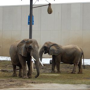 3/4/2023 - Ruth and Belle