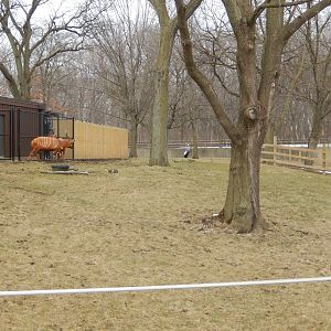 3/4/2023 - African Forest