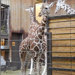 3/4/2023 - Giraffe Calf