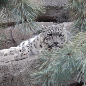 3/4/2023 - Queen of the Alpines