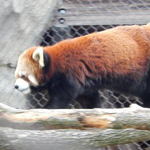 3/4/2023 - Red Panda