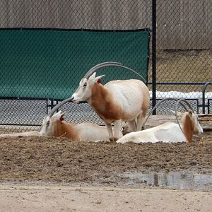 3/4/2023 - Oryx Girls