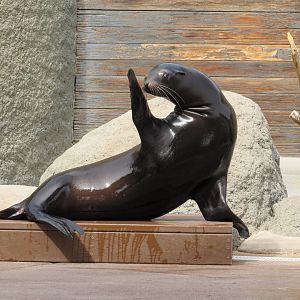 California Sea Lion posing during a show - 3/6/23