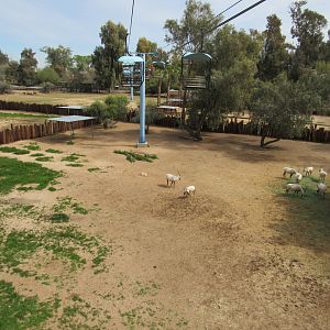 Arabian Oryx Exhibit from Sky Ride - 3/6/23
