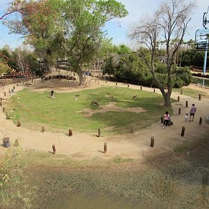 Kangaroo Walkabout from Sky Ride - 3/6/23