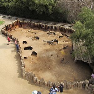 African Crested Porcupine Exhibit from Sky Ride - 3/6/23