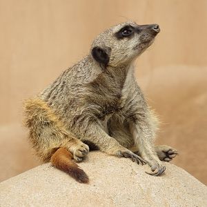 Meerkat watching a fighter jet fly over the zoo - 3/6/23