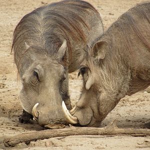 Common Warthogs - 3/6/23