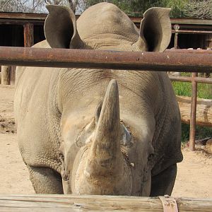 White Rhinoceros - 3/6/23