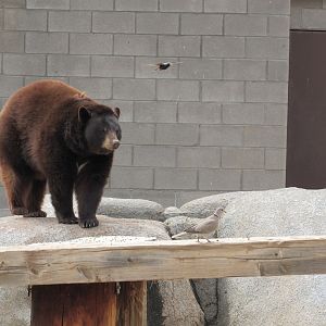 American Black Bear in Adventureland - 3/6/23