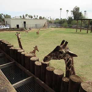 Giraffe feeding platform - 3/6/23