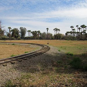Mixed species African Yard - 3/6/23