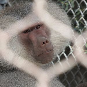 Hamadryas Baboon in the Safari Park - 3/6/23