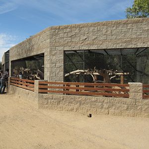 Hamadryas Baboon Exhibit in the Safari Park - 3/6/23