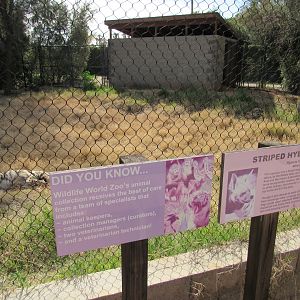 Striped Hyena Exhibit in the Safari Park - 3/6/23