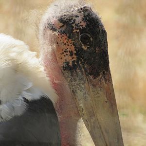 Marabou Stork in the Safari Park - 3/6/23