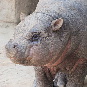 Pygmy Hippo calf Bubbles - 3/6/23
