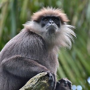 Western Purple-faced Langur (Semnopithecus vetulus nestor)