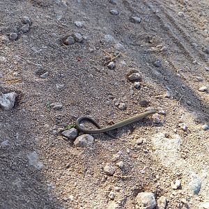 European Snake-eyed Skink - Ablepharus kitaibelii