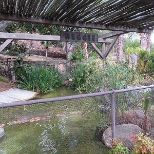 American Alligator Exhibit