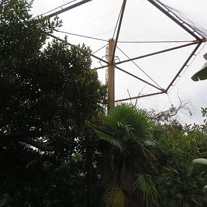 Asia/Australia Aviary