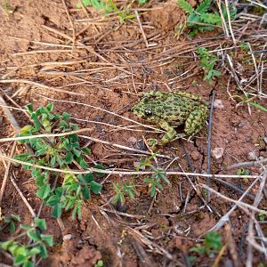 Iberian Parsley Frog - Pelodytes ibericus