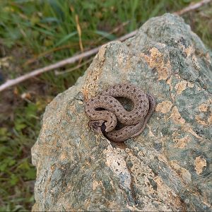 Western False Smooth Snake - Macroprotodon brevis