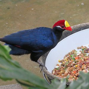 Violet Turaco