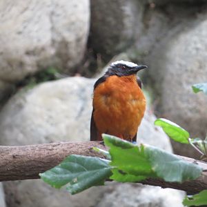White-crowned Robin-chat
