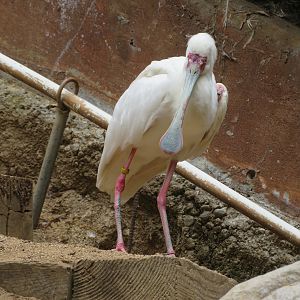 African Spoonbill