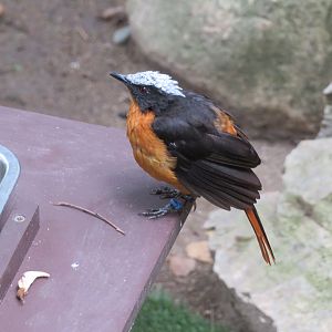 White-crowned Robin-chat