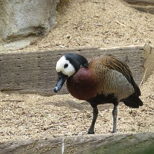 White-faced Whistling Duck