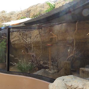Pygmy Falcon Exhibit