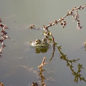 Levant Water Frog - Pelophylax bedriagae