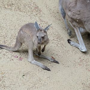Western Gray Kangaroo Joey