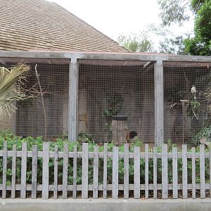 Laughing Kookaburra Exhibit