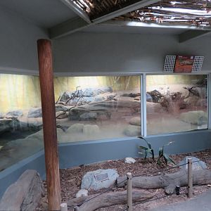 Perentie Exhibit