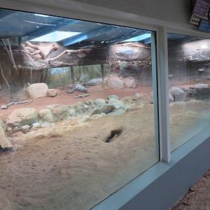 Komodo Dragon Indoor Exhibit