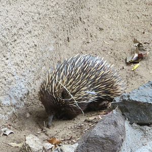 Short-beaked Echidna