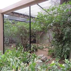 Small African Aviary