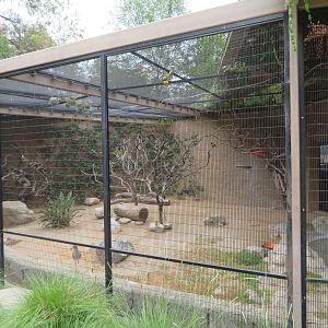 Small African Aviary